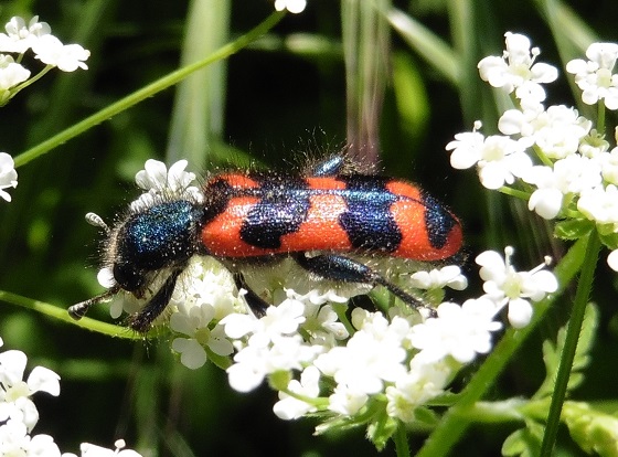 Trichodes alvearius, Cleridae